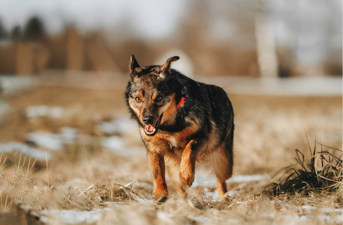 What is an Animal Finding Solution?How GPS IoT Technology is Transforming Pet Safety
